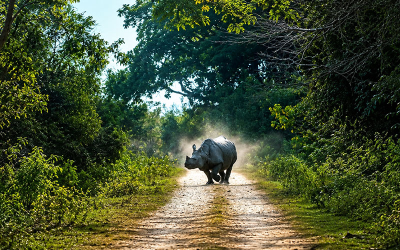 Assam Meghalaya Tour